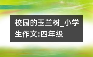 校園的玉蘭樹_小學(xué)生作文:四年級(jí)