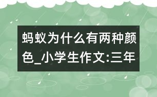 螞蟻為什么有兩種顏色_小學生作文:三年級