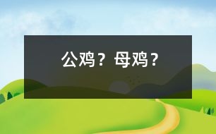 公雞？母雞？