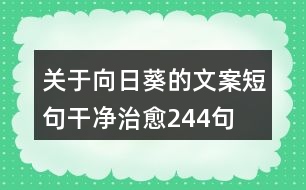 關(guān)于向日葵的文案短句干凈治愈244句