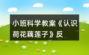 小班科學(xué)教案《認(rèn)識(shí)荷花、藕、蓮子》反思