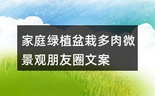 家庭綠植盆栽、多肉、微景觀朋友圈文案40句