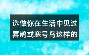 選做：你在生活中見過喜鵲或寒號鳥這樣的人嗎?說說他的小故事。