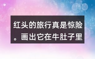 紅頭的旅行真是驚險。畫出它在牛肚子里旅行的路線，再把這個故事講給別人聽。