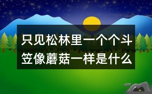 只見松林里一個(gè)個(gè)斗笠像蘑菇一樣是什么意思