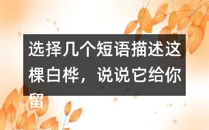 選擇幾個短語描述這棵白樺，說說它給你留下了怎樣的印象