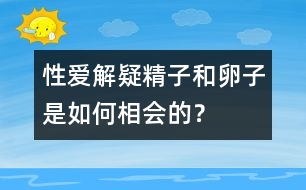 性愛解疑：精子和卵子是如何相會的？