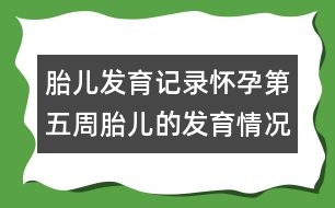 胎兒發(fā)育記錄：懷孕第五周胎兒的發(fā)育情況