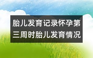 胎兒發(fā)育記錄：懷孕第三周時胎兒發(fā)育情況