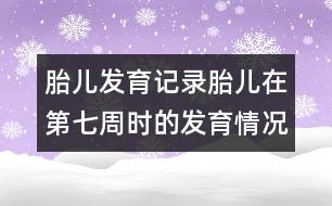 胎兒發(fā)育記錄：胎兒在第七周時(shí)的發(fā)育情況