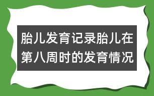 胎兒發(fā)育記錄：胎兒在第八周時的發(fā)育情況