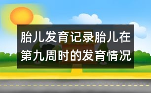 胎兒發(fā)育記錄：胎兒在第九周時的發(fā)育情況