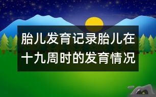 胎兒發(fā)育記錄：胎兒在十九周時的發(fā)育情況