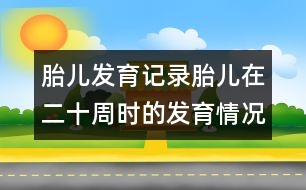 胎兒發(fā)育記錄：胎兒在二十周時(shí)的發(fā)育情況