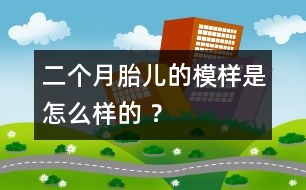 二個(gè)月胎兒的模樣是怎么樣的 ？