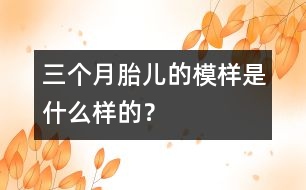 三個(gè)月胎兒的模樣是什么樣的？