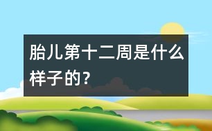 胎兒第十二周是什么樣子的？