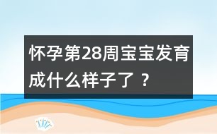 懷孕第28周寶寶發(fā)育成什么樣子了 ？