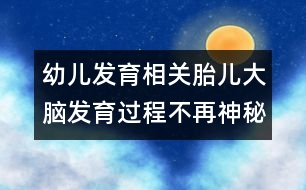 幼兒發(fā)育相關：胎兒大腦發(fā)育過程不再神秘