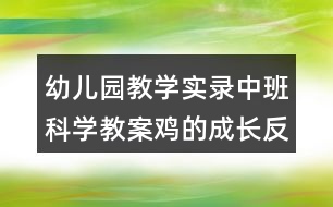 幼兒園教學實錄中班科學教案雞的成長反思