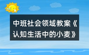 中班社會(huì)領(lǐng)域教案《認(rèn)知生活中的小麥》反思