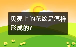 貝殼上的花紋是怎樣形成的?