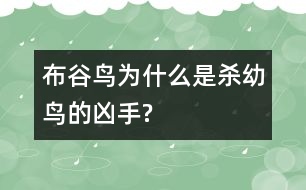 布谷鳥(niǎo)為什么是殺幼鳥(niǎo)的兇手?