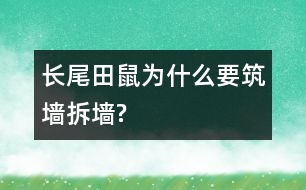 長(zhǎng)尾田鼠為什么要筑墻拆墻?