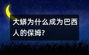 大蟒為什么成為巴西人的“保姆”?