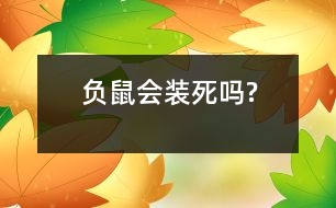 負鼠會裝死嗎?