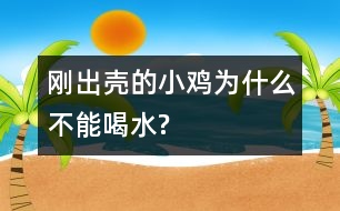 剛出殼的小雞為什么不能喝水?