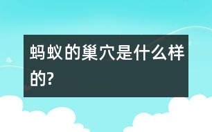 螞蟻的巢穴是什么樣的?