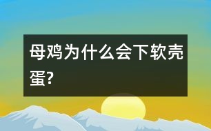 母雞為什么會(huì)下軟殼蛋?