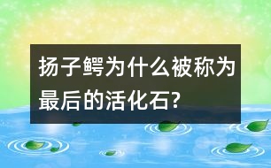 揚(yáng)子鱷為什么被稱為“最后的活化石”?