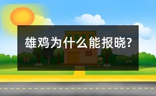 雄雞為什么能報曉?