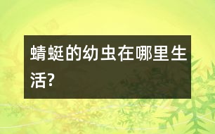 蜻蜓的幼蟲(chóng)在哪里生活?