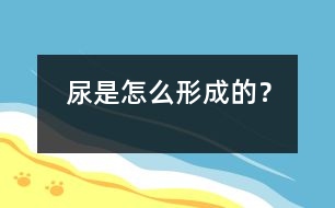 尿是怎么形成的？