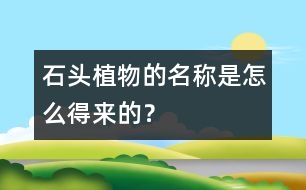 “石頭植物”的名稱是怎么得來的？