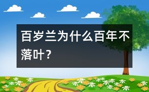 百歲蘭為什么百年不落葉？