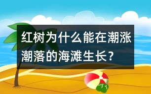 紅樹為什么能在潮漲潮落的海灘生長？