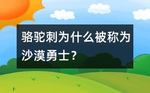 駱駝刺為什么被稱為“沙漠勇士”？