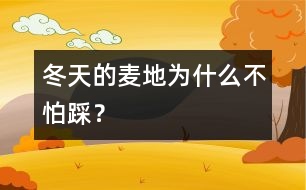 冬天的麥地為什么不怕踩？