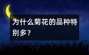 為什么菊花的品種特別多？