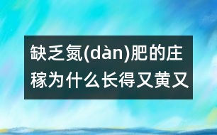 缺乏氮(dàn)肥的莊稼為什么長得又黃又小？