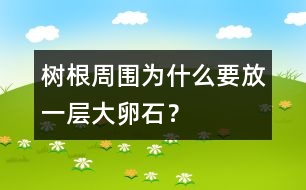 樹根周圍為什么要放一層大卵石？