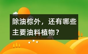 除油棕外，還有哪些主要油料植物？