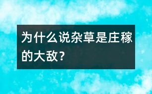 為什么說雜草是莊稼的大敵？