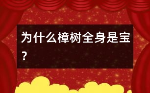 為什么樟樹全身是寶？