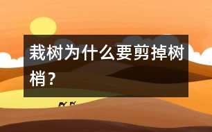 栽樹(shù)為什么要剪掉樹(shù)梢？