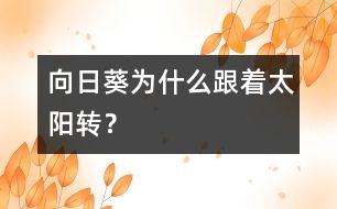 向日葵為什么跟著太陽轉(zhuǎn)？